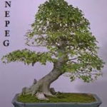 2) Núcleo de Estudos e Pesquisa em Enfermagem Gerontológica (NEPEG)